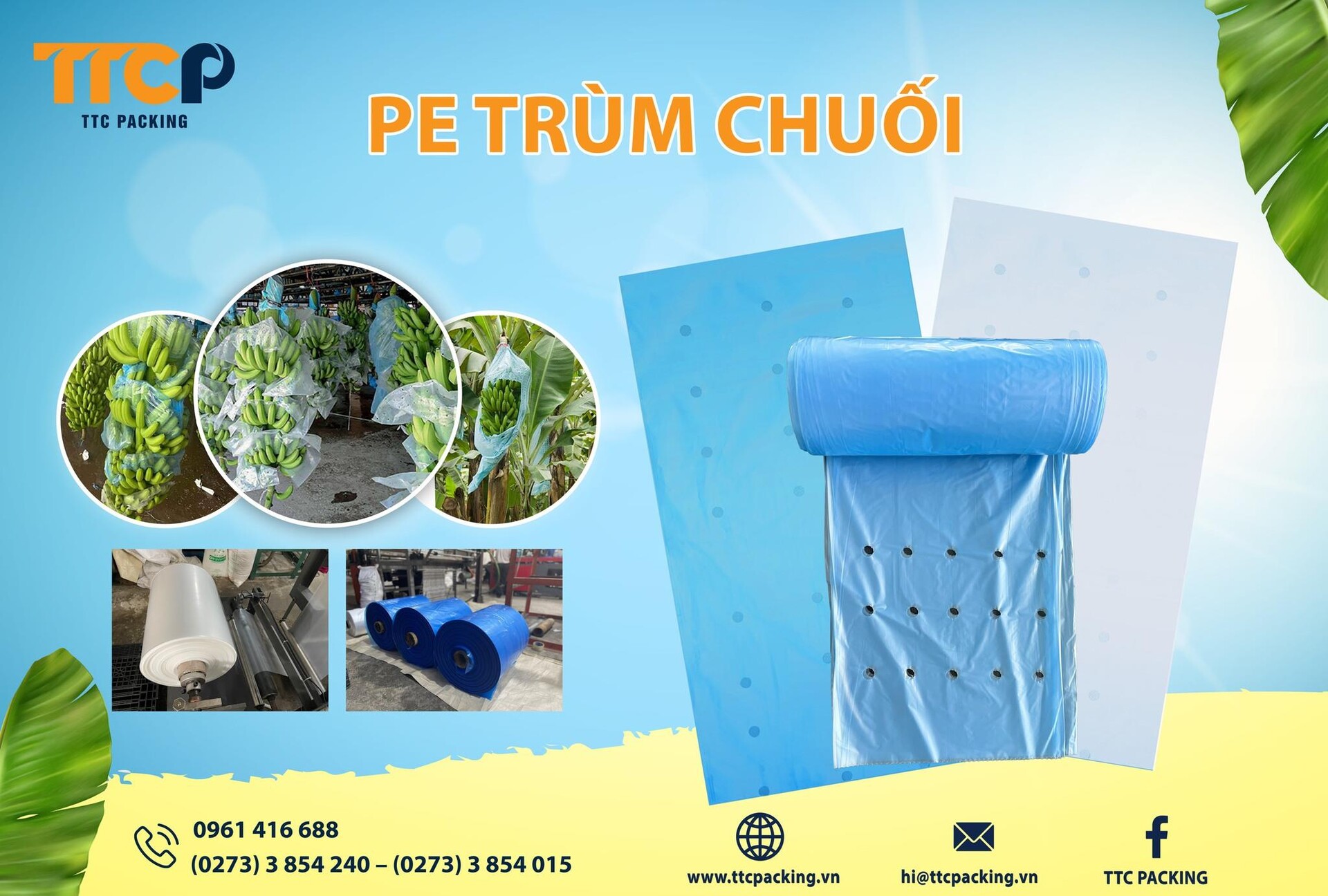 Bao PE trùm chuối Bao Bì Xanh (Green Packaging) - sự lựa chọn hàng đầu của nhà nông hiện nay